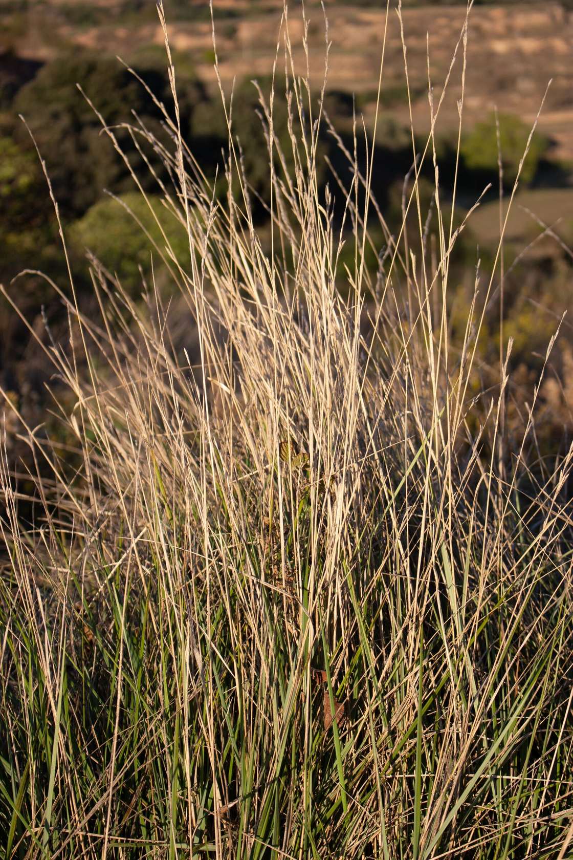 Gramínies ornamentals il·luminades per la llum de la tarda