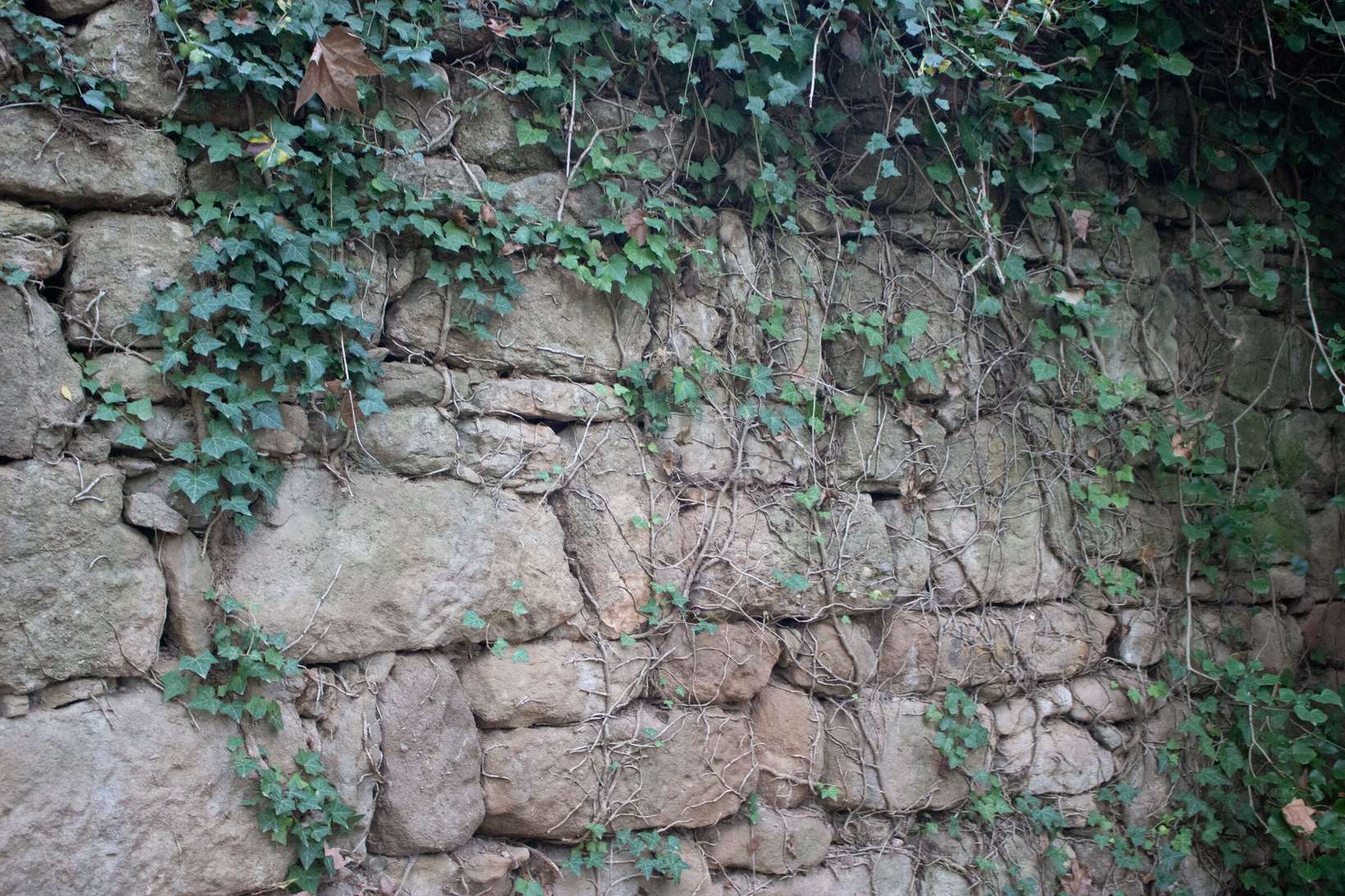Mur de pedra seca colonitzat per heura