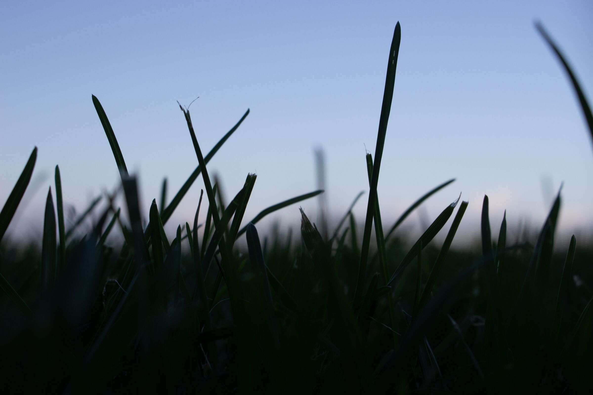 Fulles d'herba retallades contra el cel del capvespre
