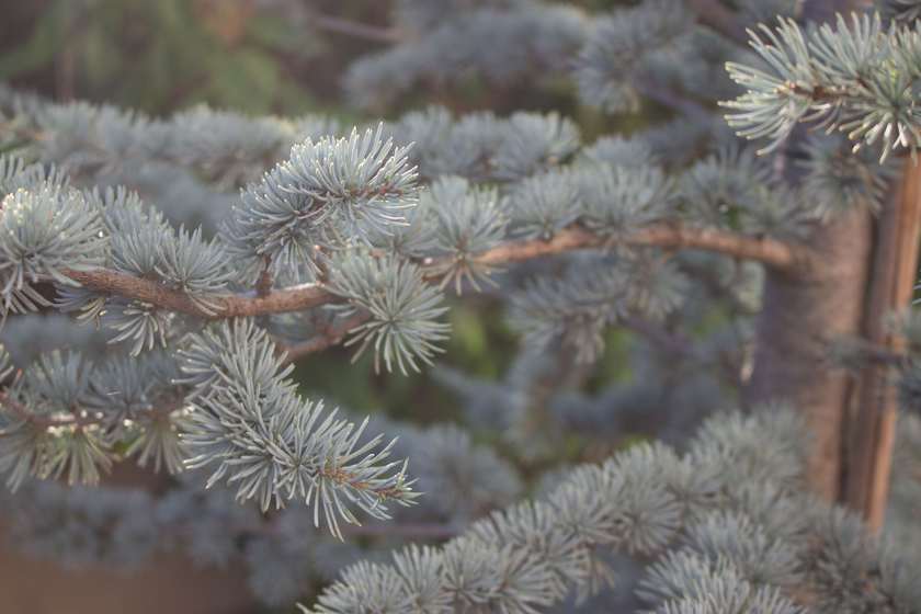 Branca de cedre blau